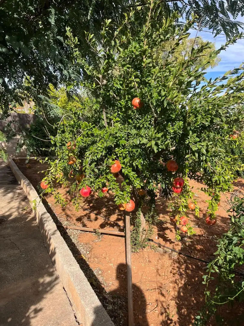 Jardí de Casa o xalet en venda en Llombai amb Aire condicionat, Terrassa i Traster