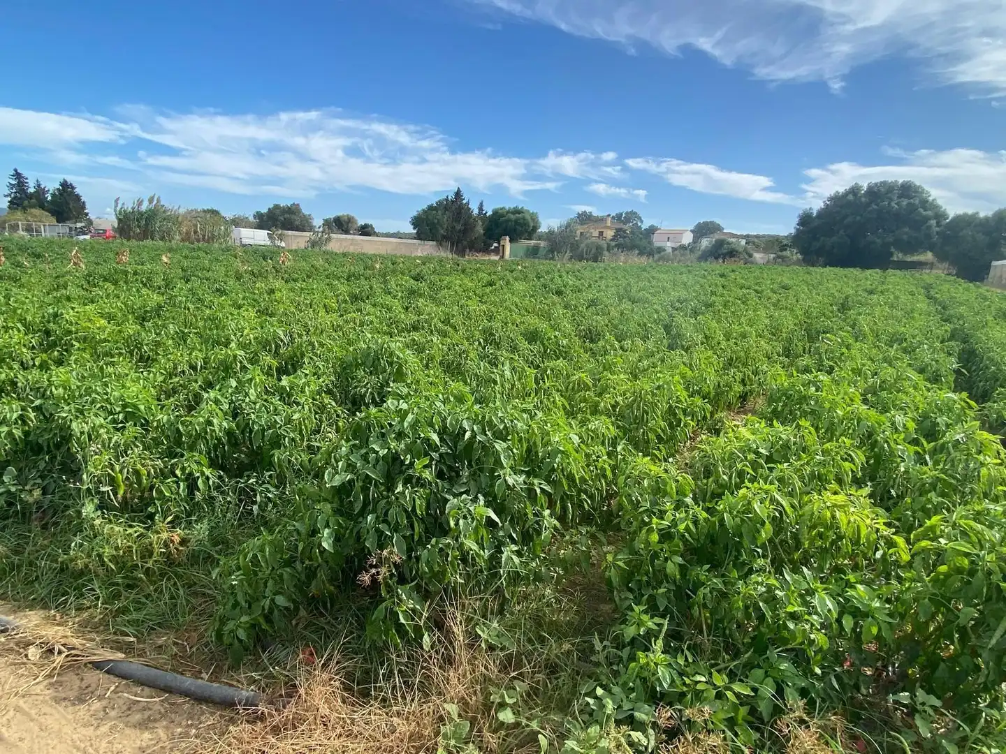 Terreno rustico in vendita a Barbate ciudad, imagen 5