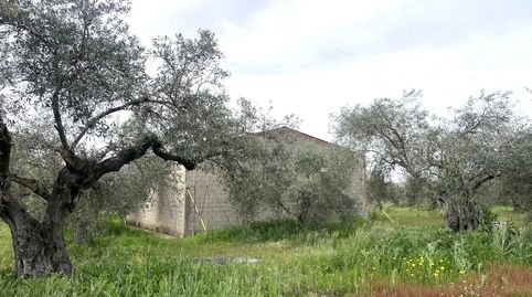 PARCELA CON NAVE EN COTO PERRERO DON BENITO, immagine 4
