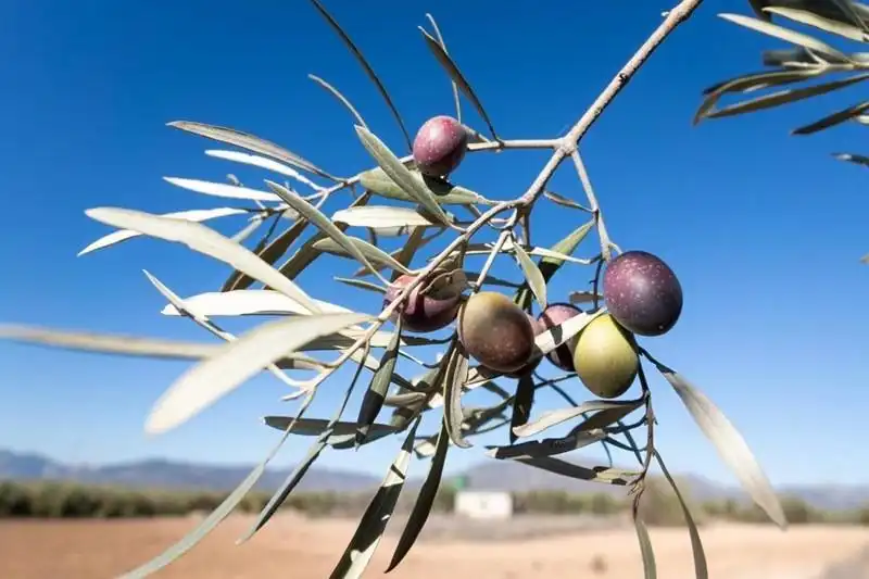 Terreni e lotti in vendita a PAGO CORTIJO DE LAS MONJAS POLIGONO 1 PARCELA 193, imagen 31