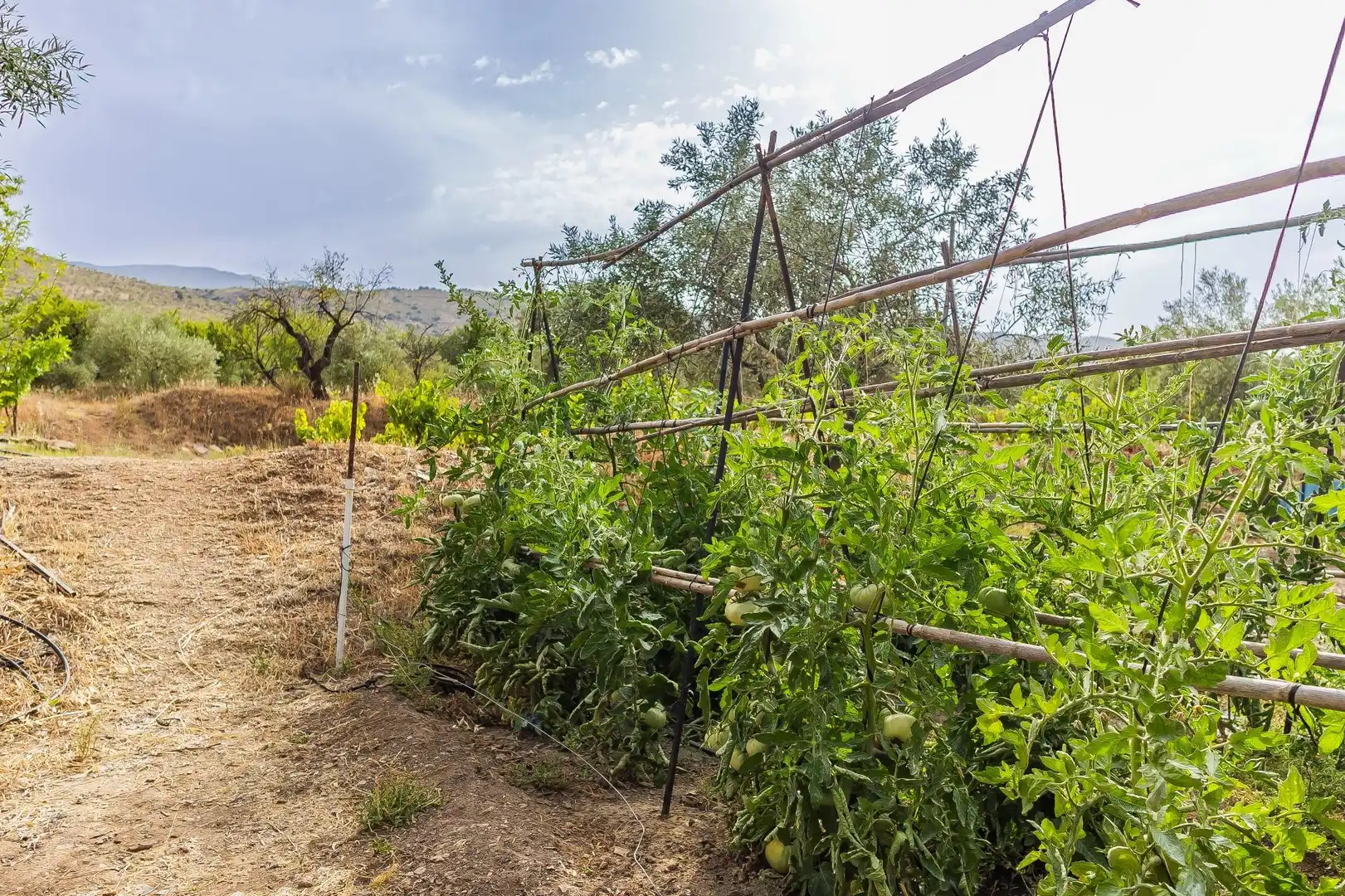Garden of Country homes for sale in Abrucena  with Storage room