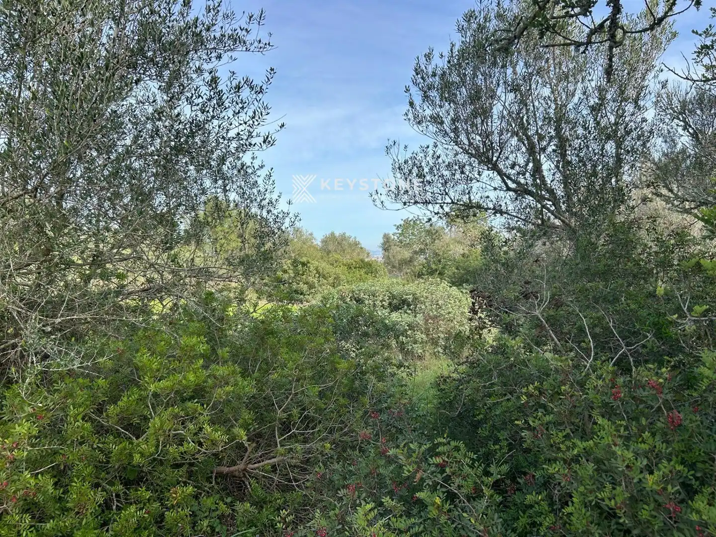 Rural land for sale in Muro, imagen 11