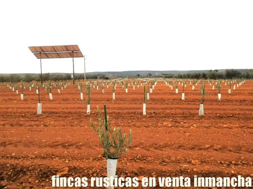 Rural land for sale in Valdepeñas, imagen 7