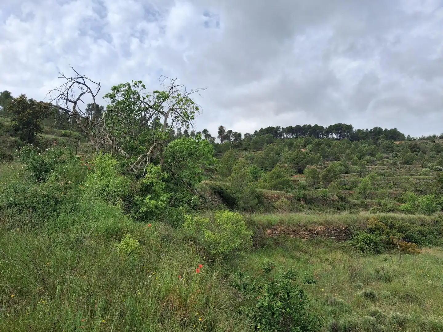 Rural land for sale in Gandesa, imagen 19