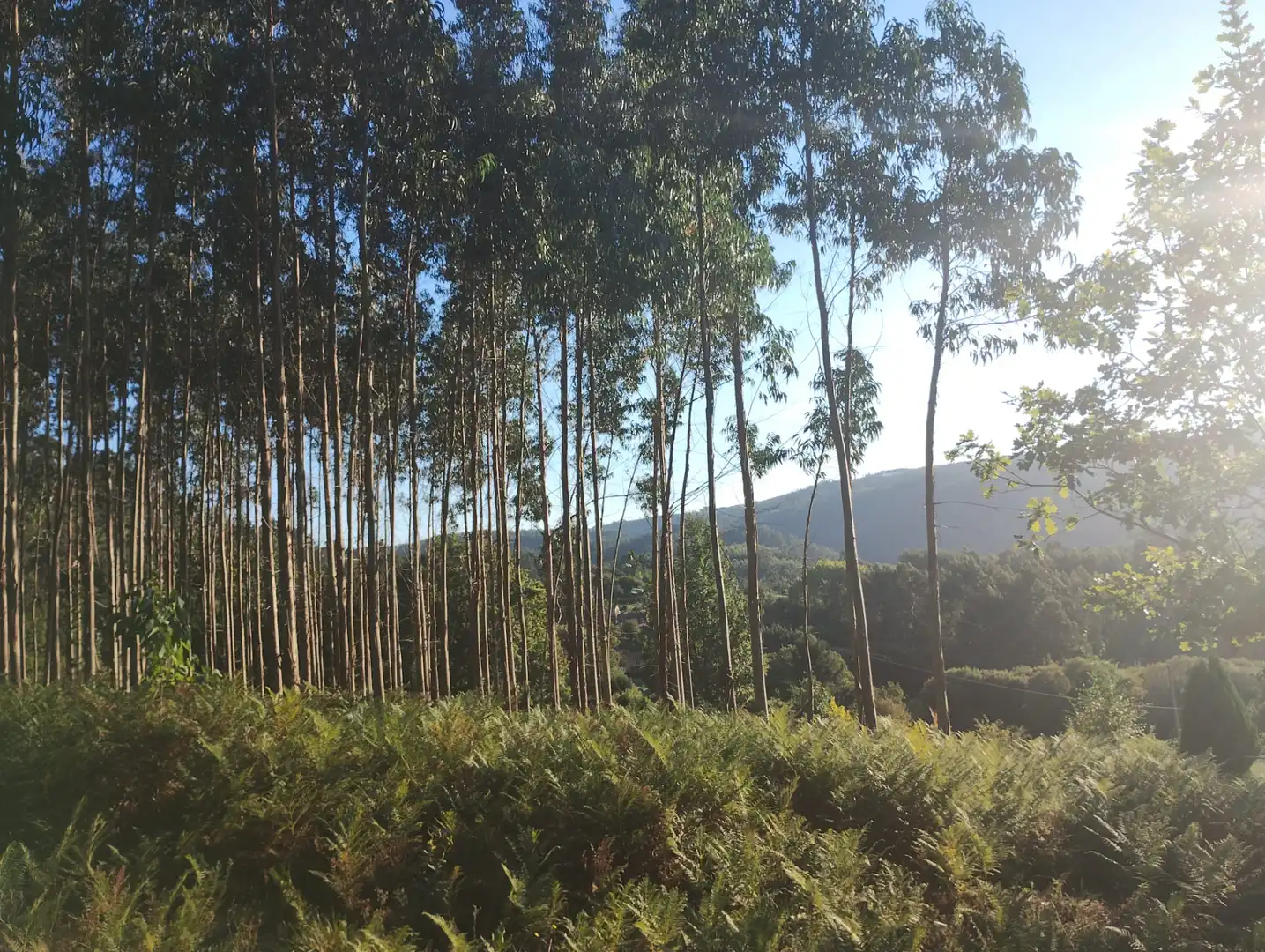 Rural land for sale in Neda, imagen 3