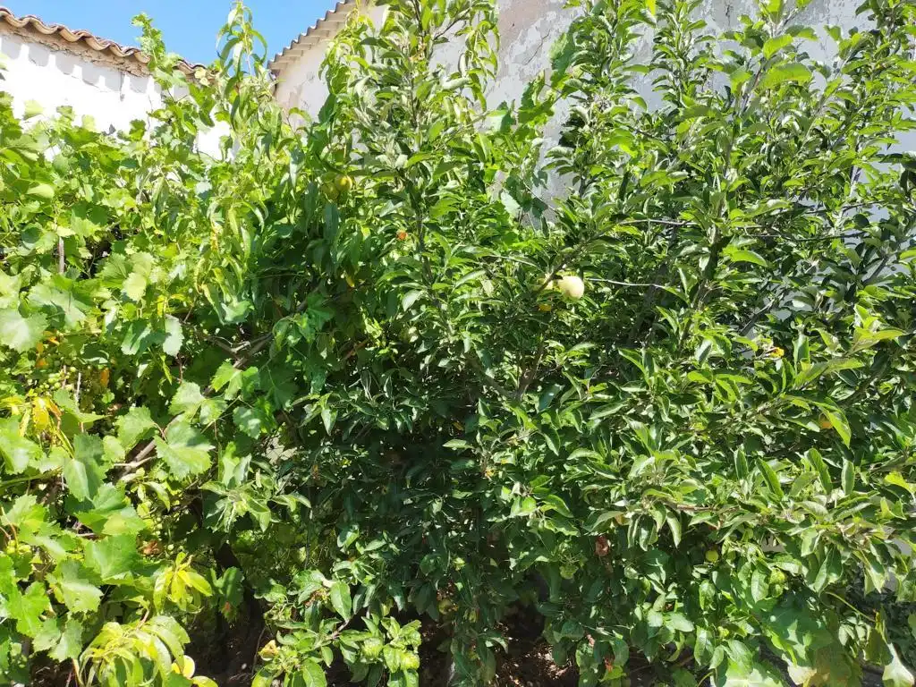 Jardín de Casa o chalet en venta en Villarrubio