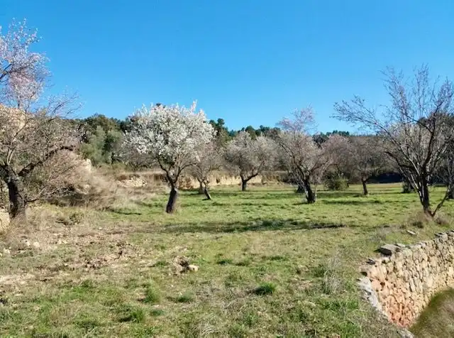 Terrenos y solares en venta en Valjunquera, imagen 16