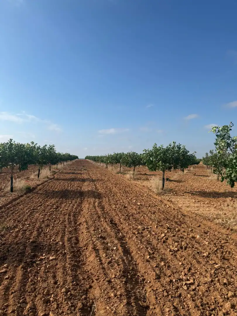Terreno en venta en Iniesta