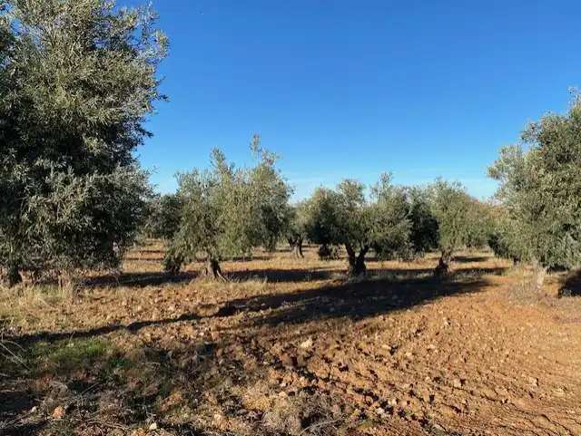 Terreno rustico in vendita a Sonseca, imagen 5