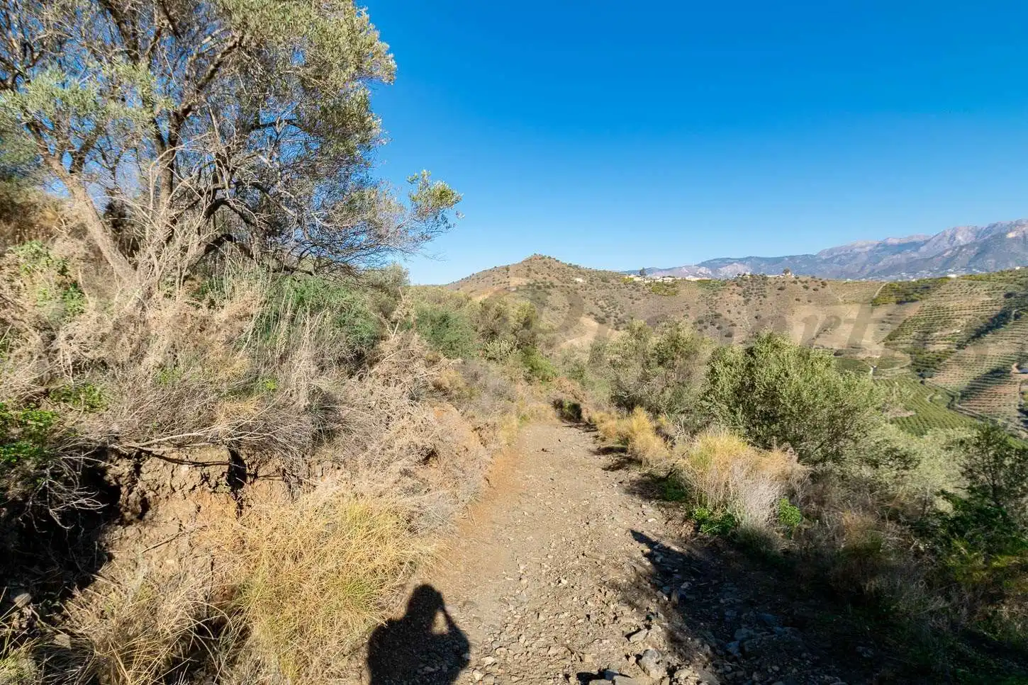 Rural land for sale in El Peñoncillo, imagen 4