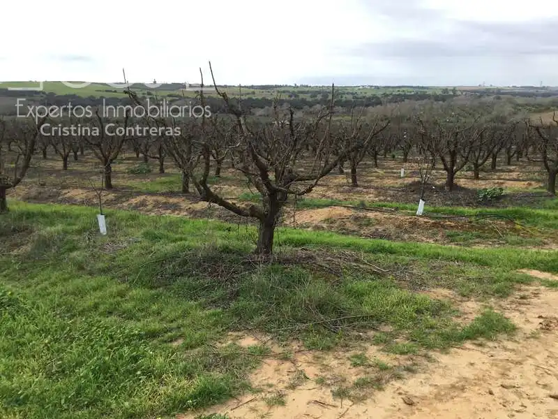 Terreno rústico en venta en Huévar del Aljarafe, imagen 25