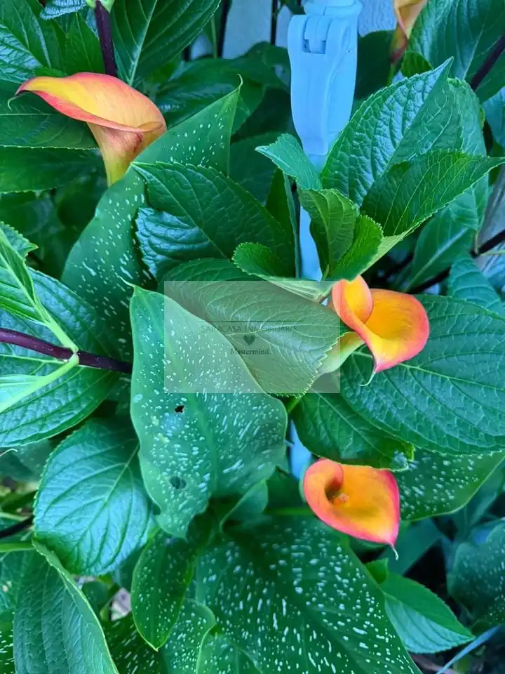 Jardí de Casa o xalet en venda en Valsequillo de Gran Canaria amb Jardí privat i Terrassa