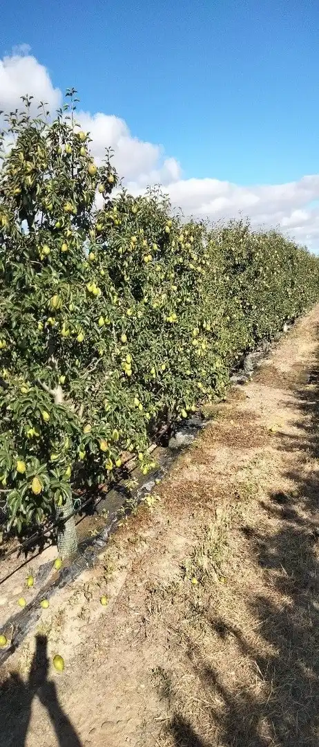Garten von Grundstücke zum Verkauf in Corella