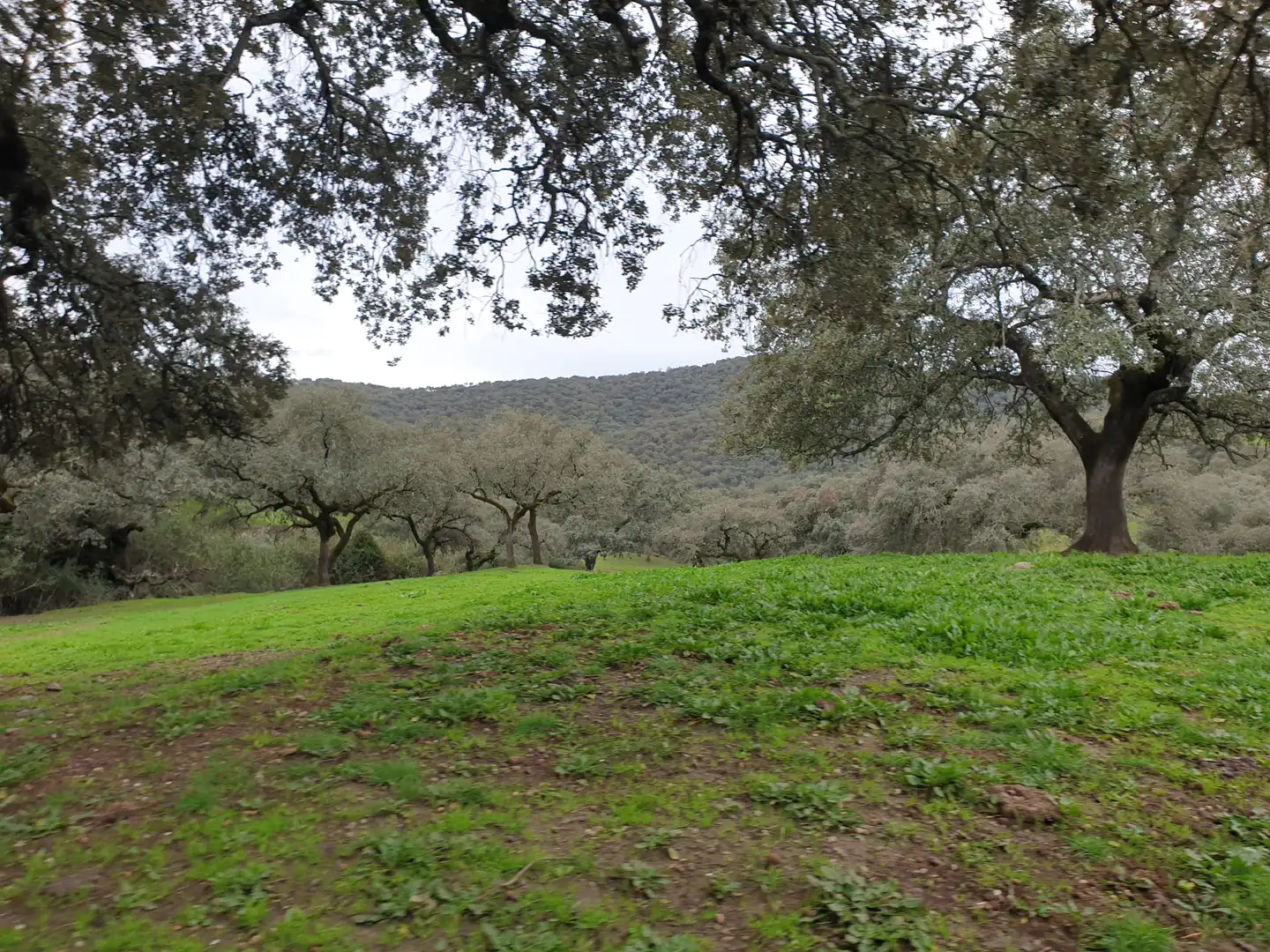 Terreno en venta en Sevilla