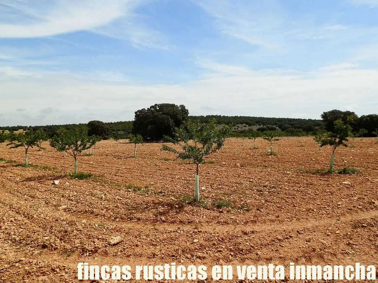 Terreni e lotti in vendita a Villarrobledo, imagen 17