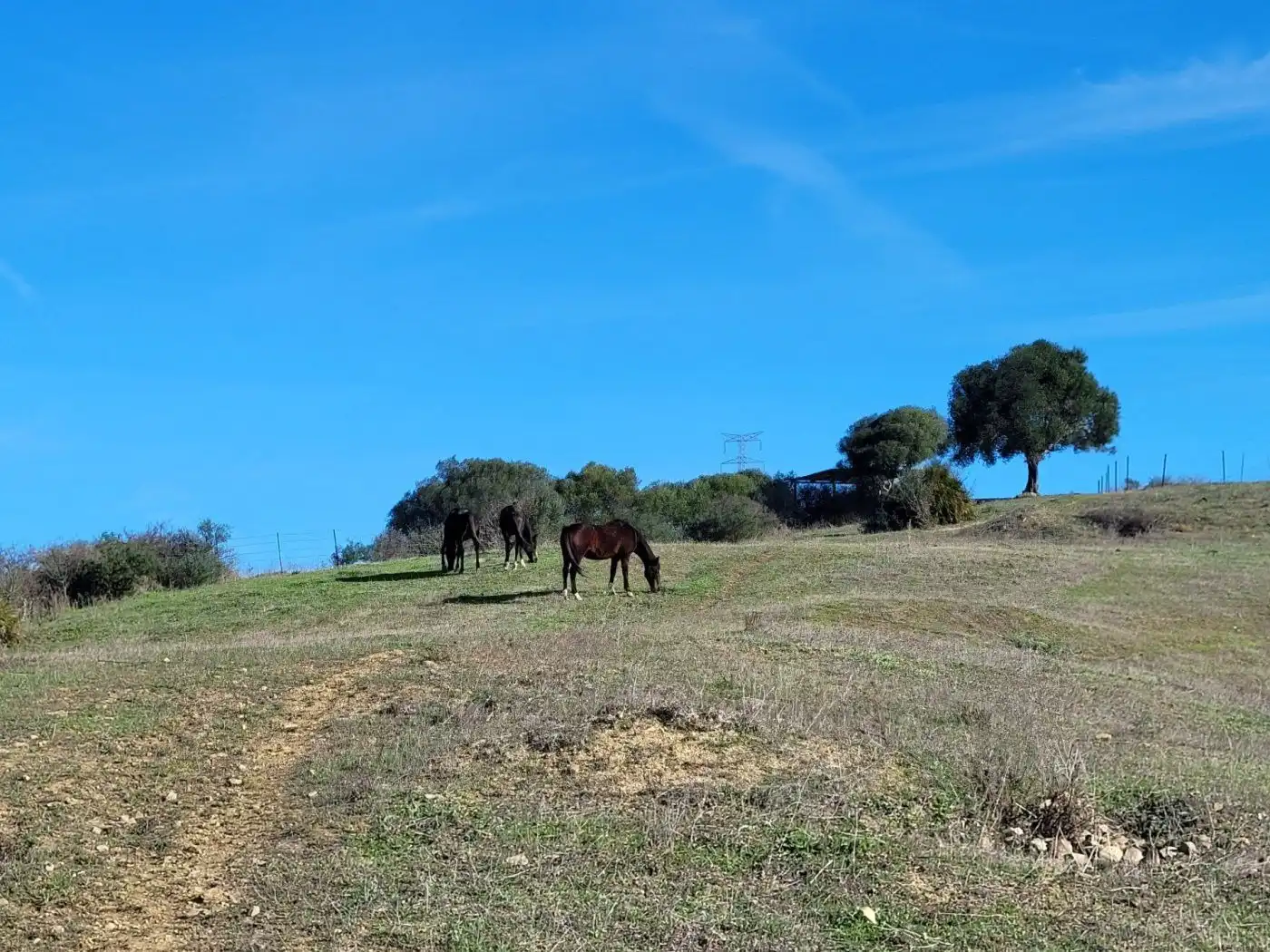 Casa o chalet en venta en Plaza Constitución, San Martín del Tesorillo