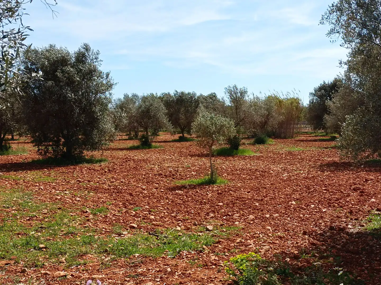 Villa con piscina in vendita a Binissalem, imagen 46