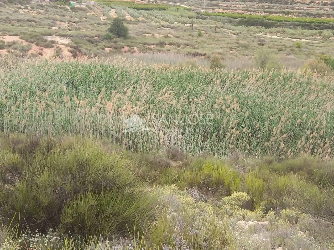 Rural land for sale in Novelda
