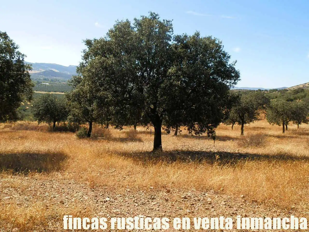 Terreny rústic en venda a Fuente el Fresno, imagen 7