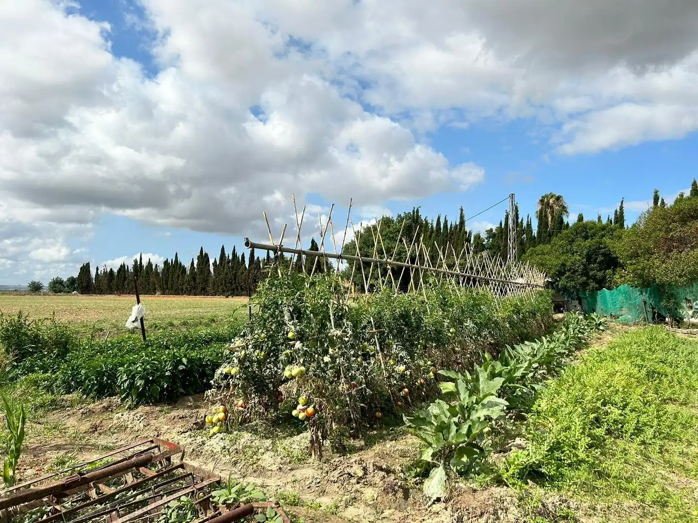 Landhaus mit Garten zum Verkauf in Jerez norte - Montealto - Pozoalbero, imagen 12