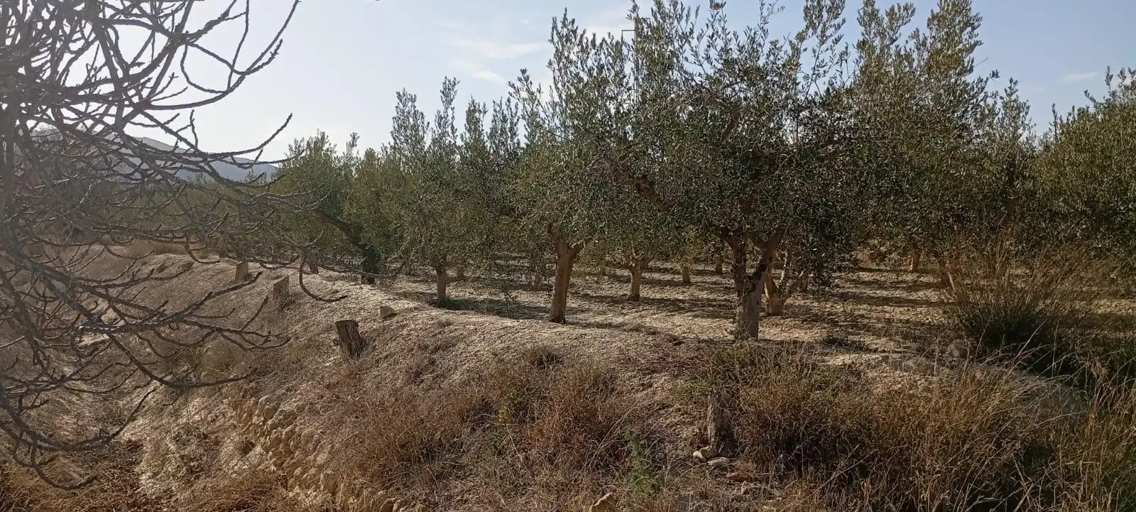 Maison avec jardin à vendre à Mojácar Pueblo, imagen 49