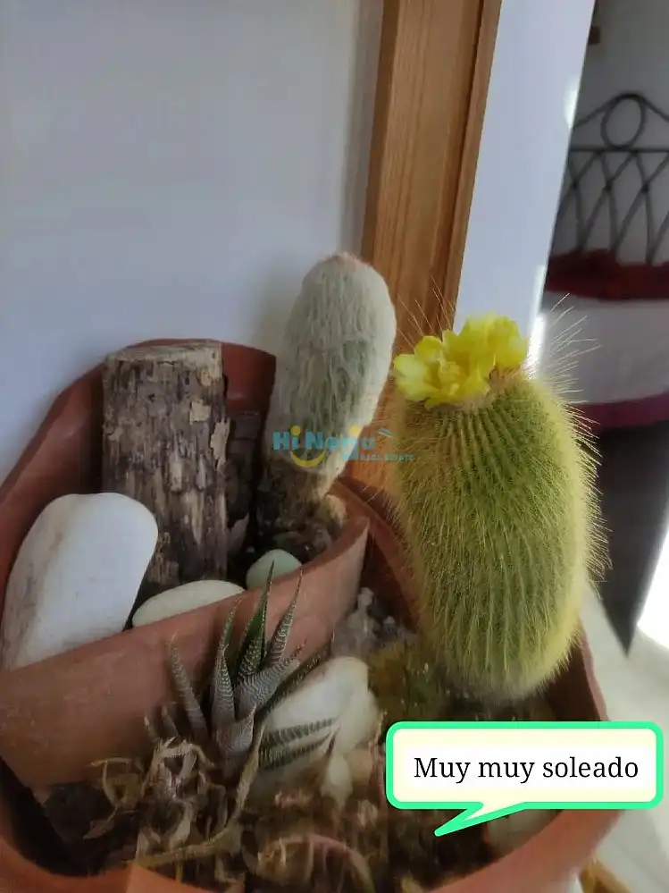 Apartamento de alquiler en Centro