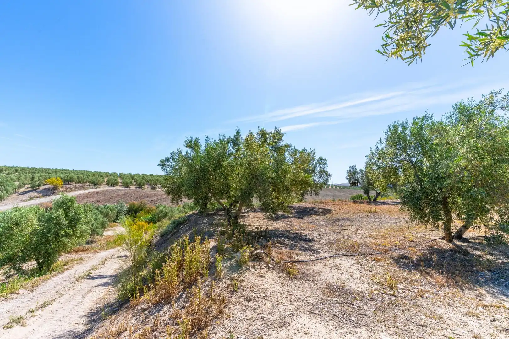Terreno en venta en Tíjola