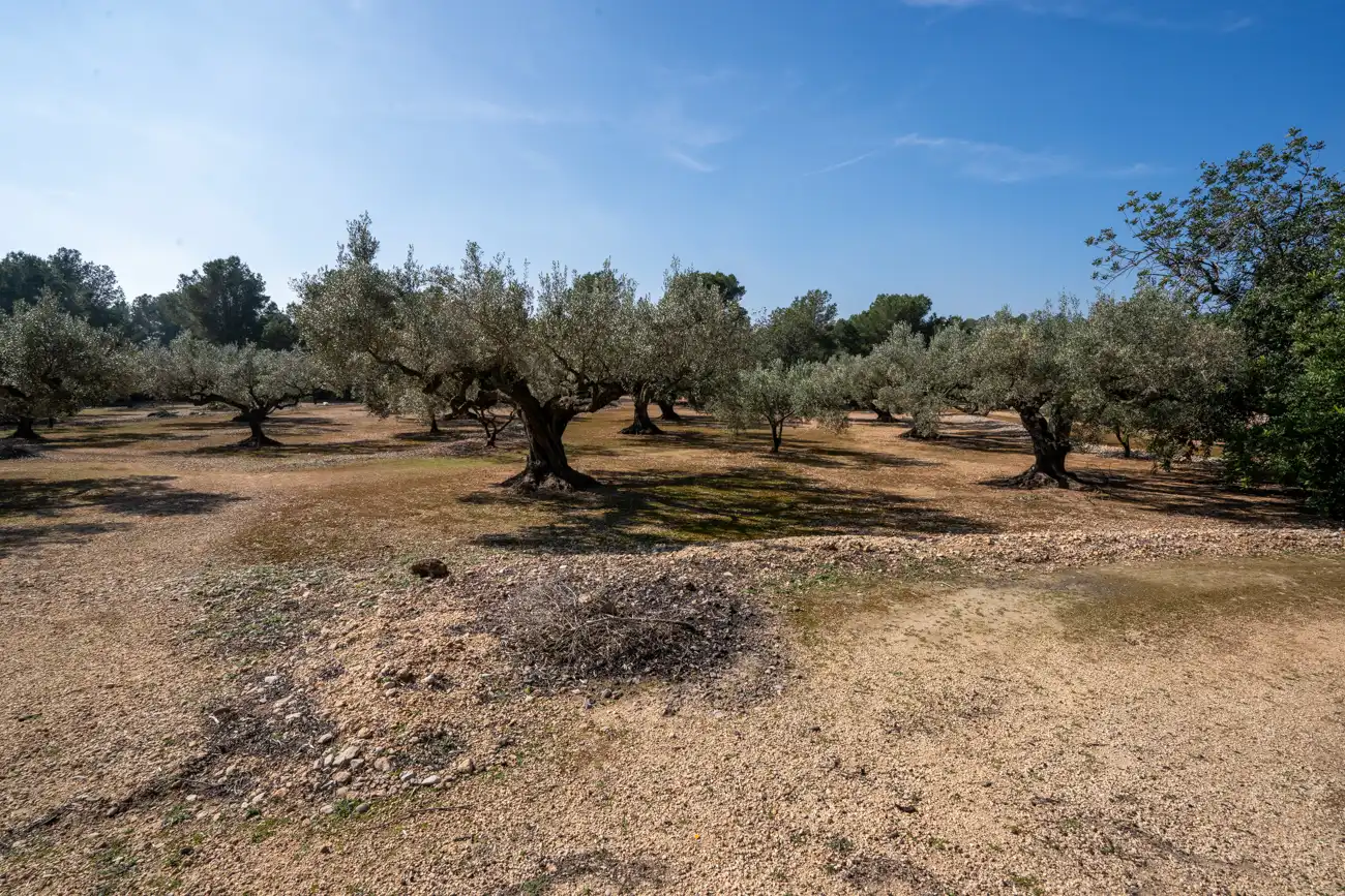 Terrain rustique à vendre à Camí Del Filato 1093, imagen 10