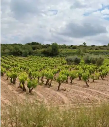 Rural land for sale in Clavijo, imagen 2