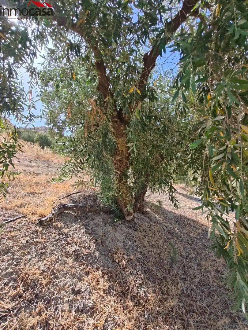 Rural land for sale in Santa Cruz del Comercio, imagen 17