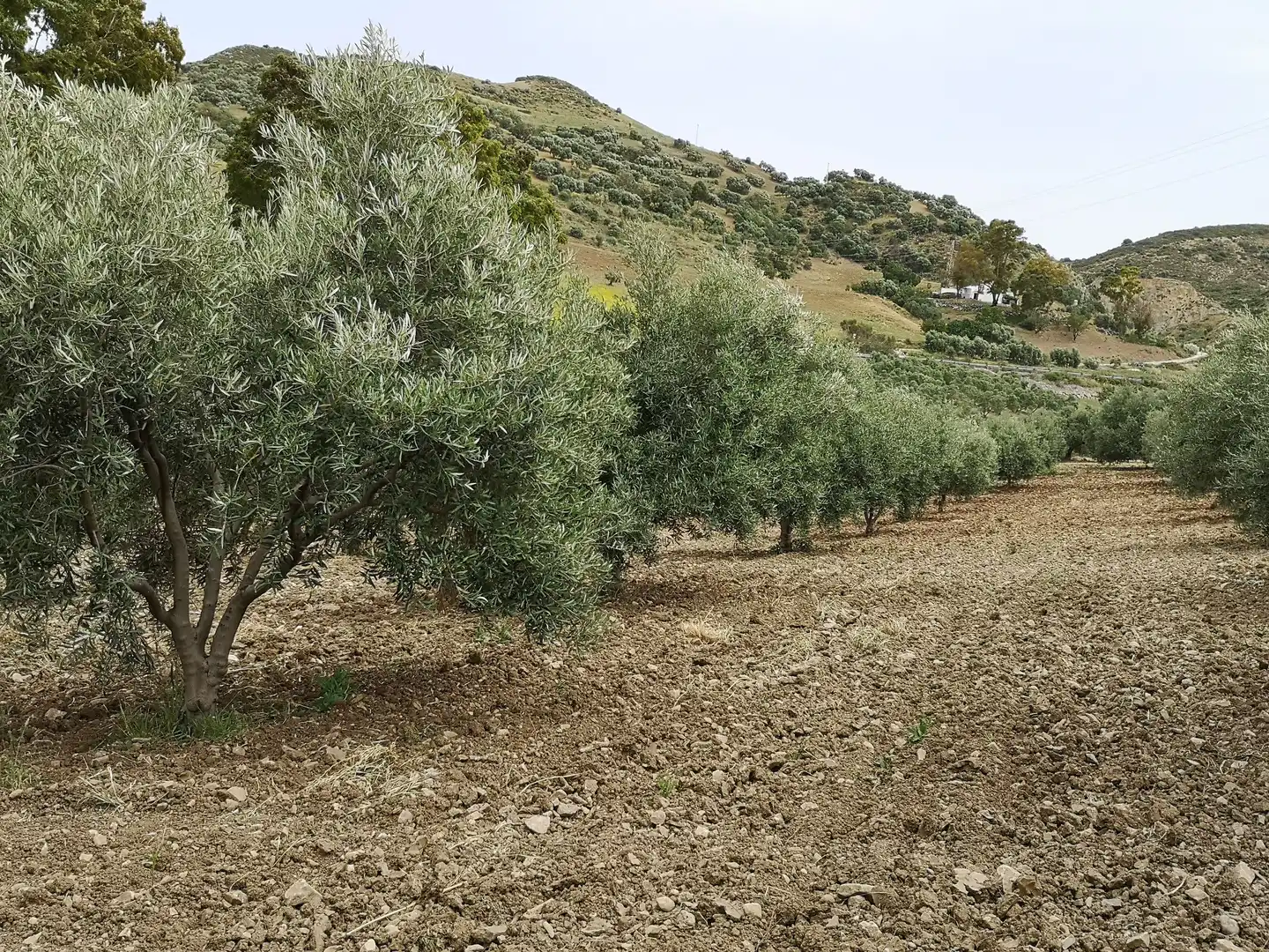 Finca rústica en venda en Antequera amb Traster