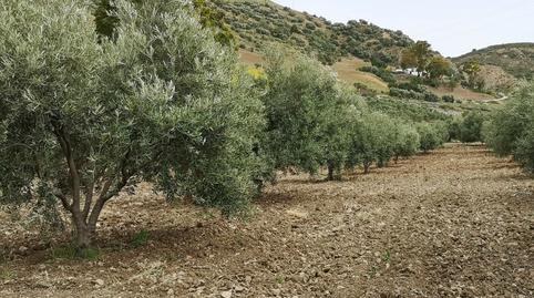 Foto 5 de Finca rústica en venda a N/a, -1, Bobadilla - Bobadilla Estación - La Joya, Málaga