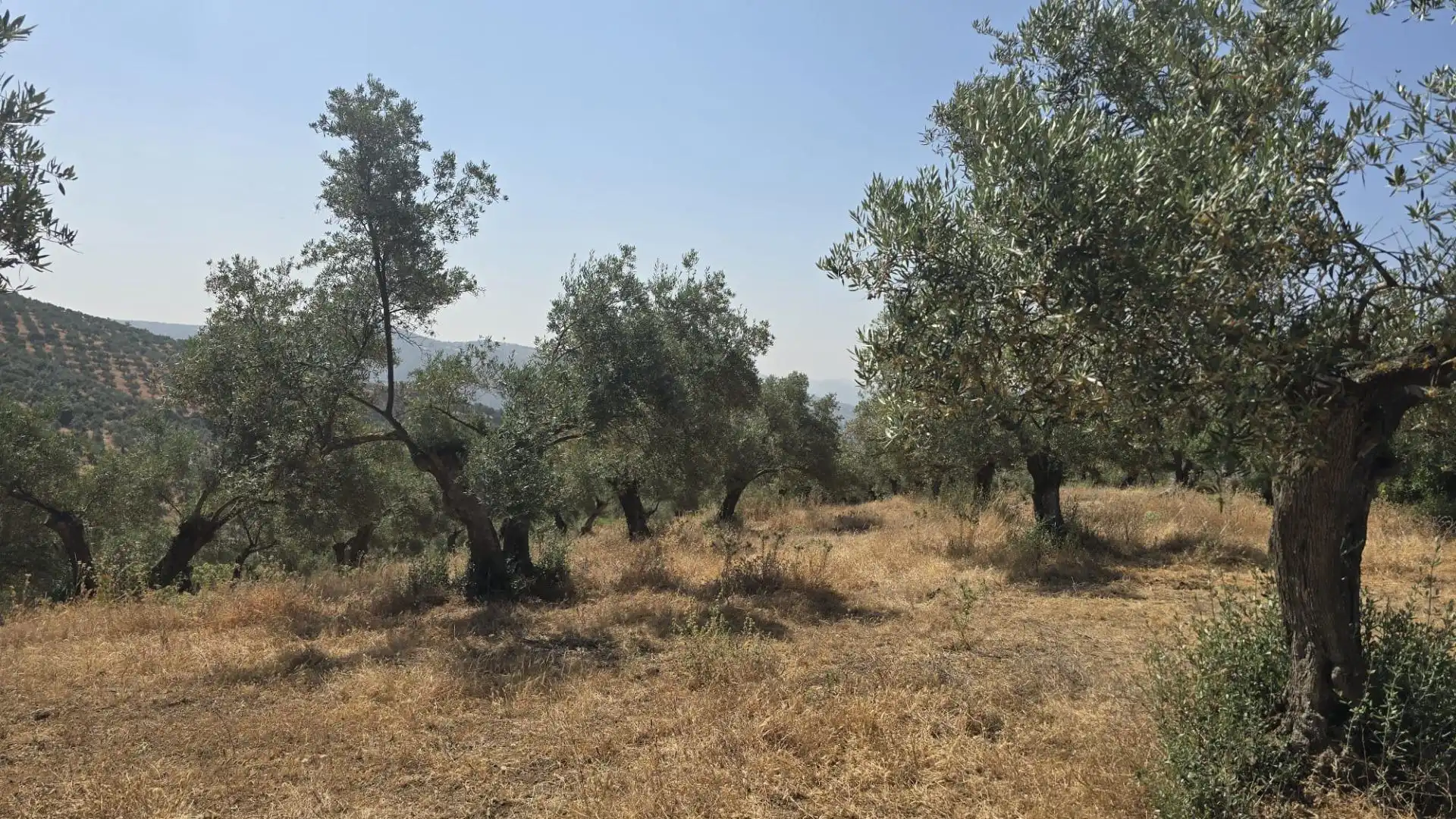 Finca rústica en venta en Pozoblanco