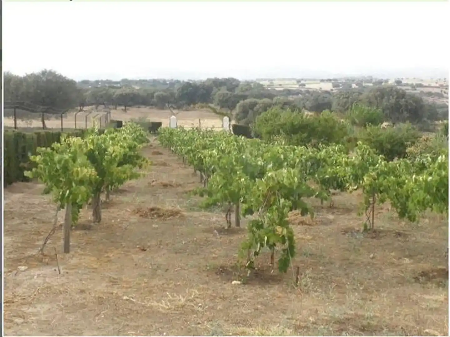 Terreno en venta en Talaván