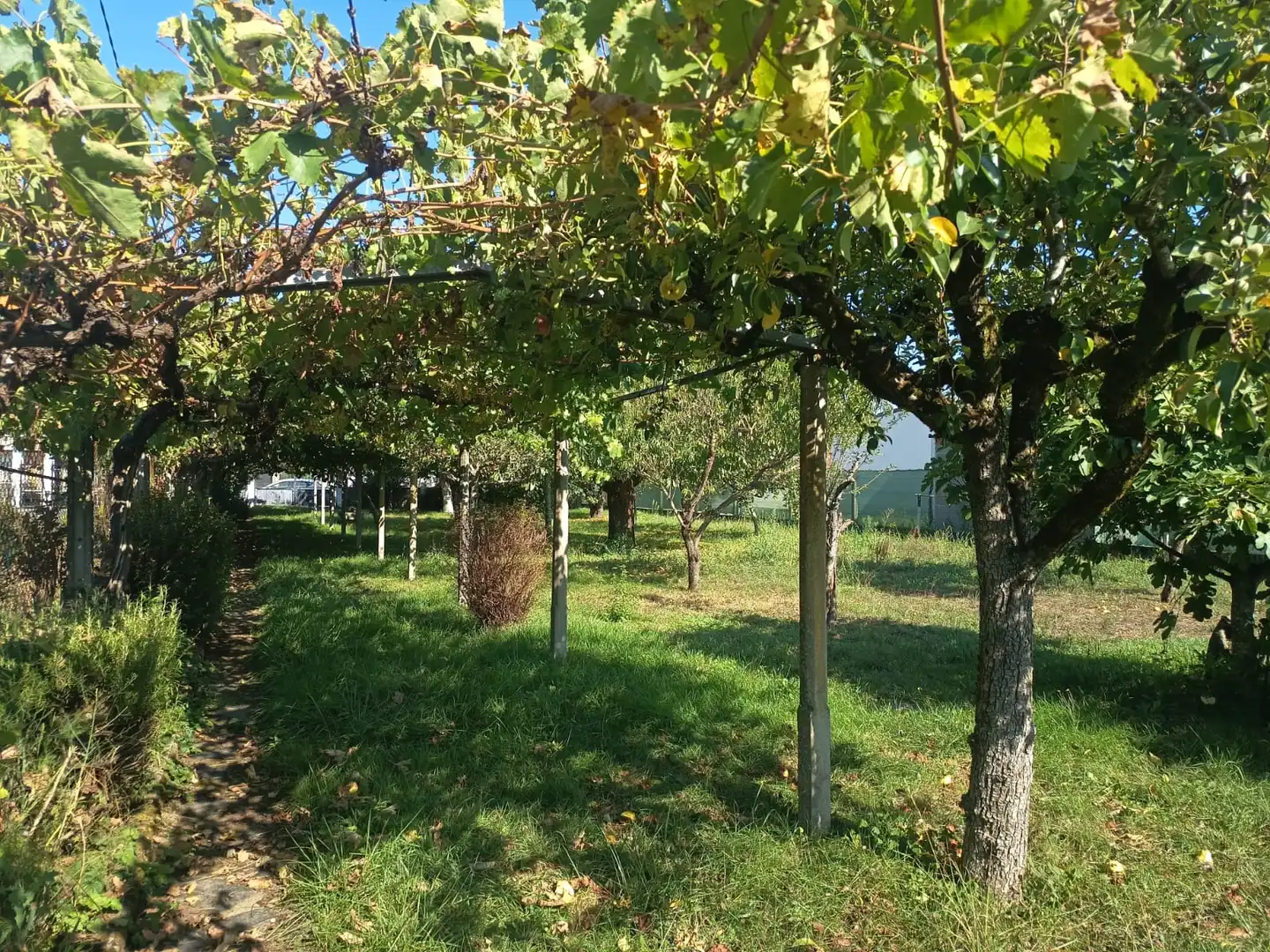 Residential land for sale in Monforte de Lemos, imagen 7