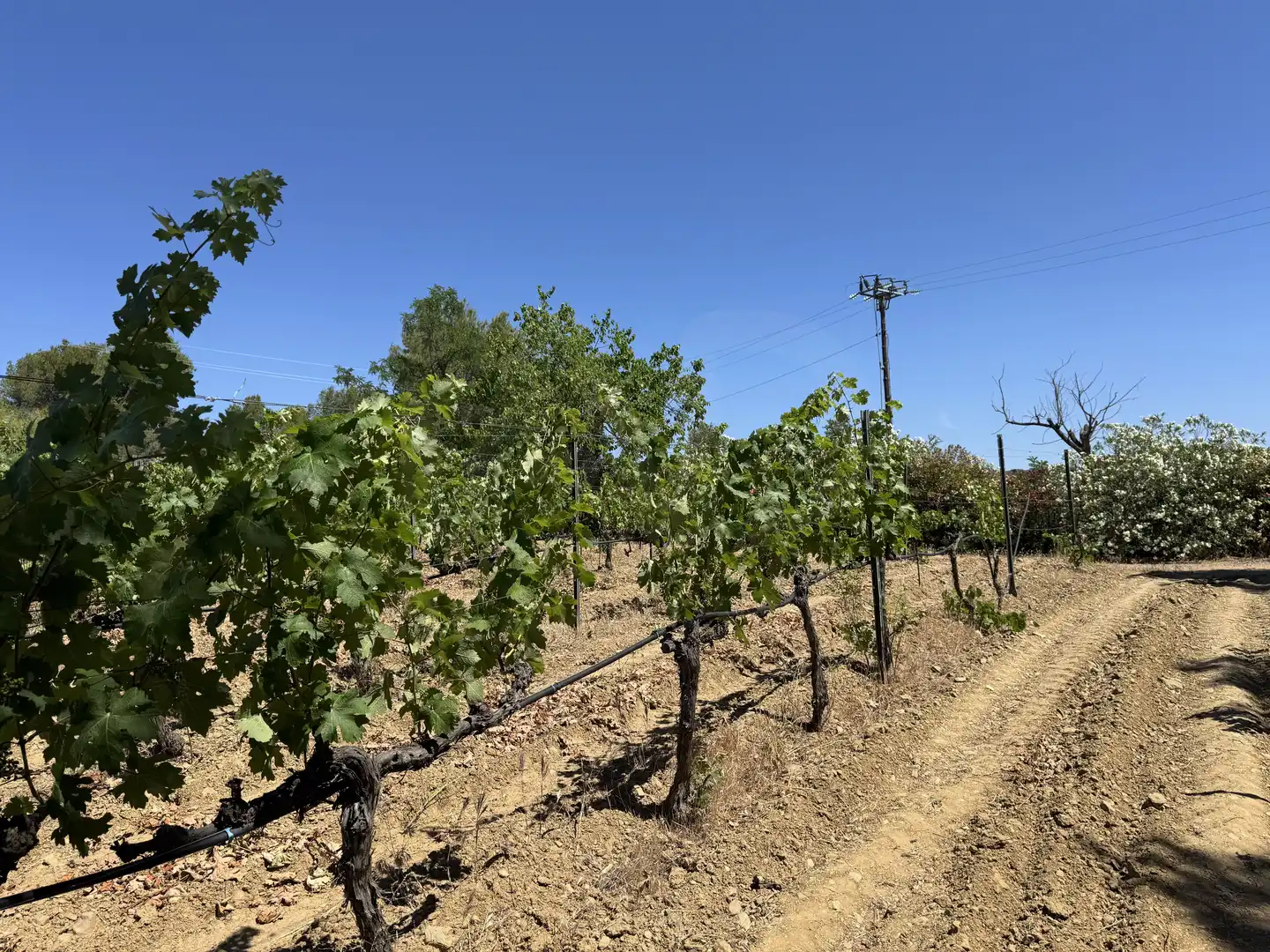 Vista exterior de Finca rústica en venda en El Molar (Tarragona) amb Calefacció, Terrassa i Piscina