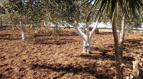 Foto 2 de Finca rústica en venta en Pasaje Perez, 29, La Pinilla - Las Palas, Fuente Álamo de Murcia