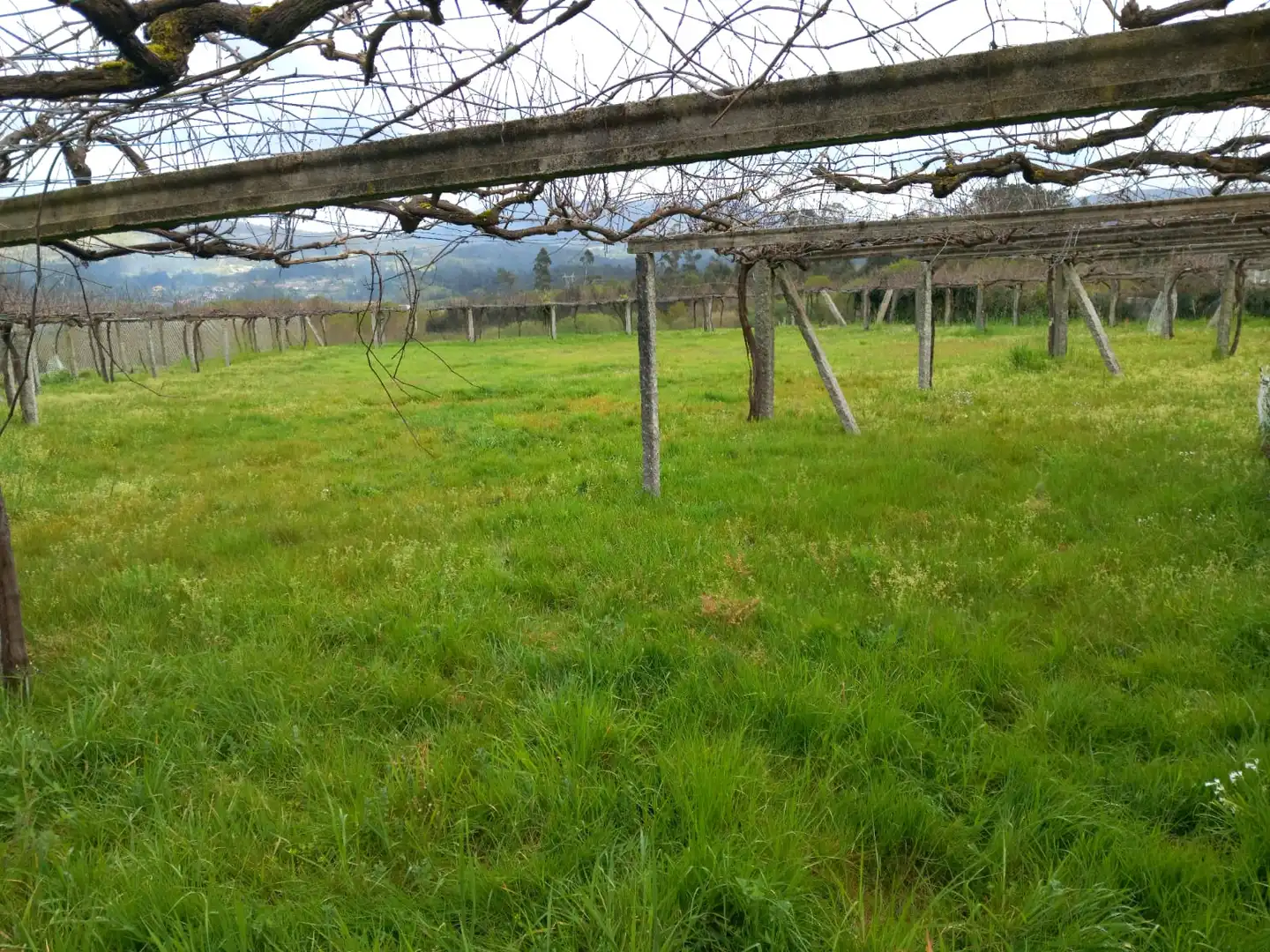 Wohnbaugrundstück zum Verkauf in Praza de Galicia 1, imagen 4