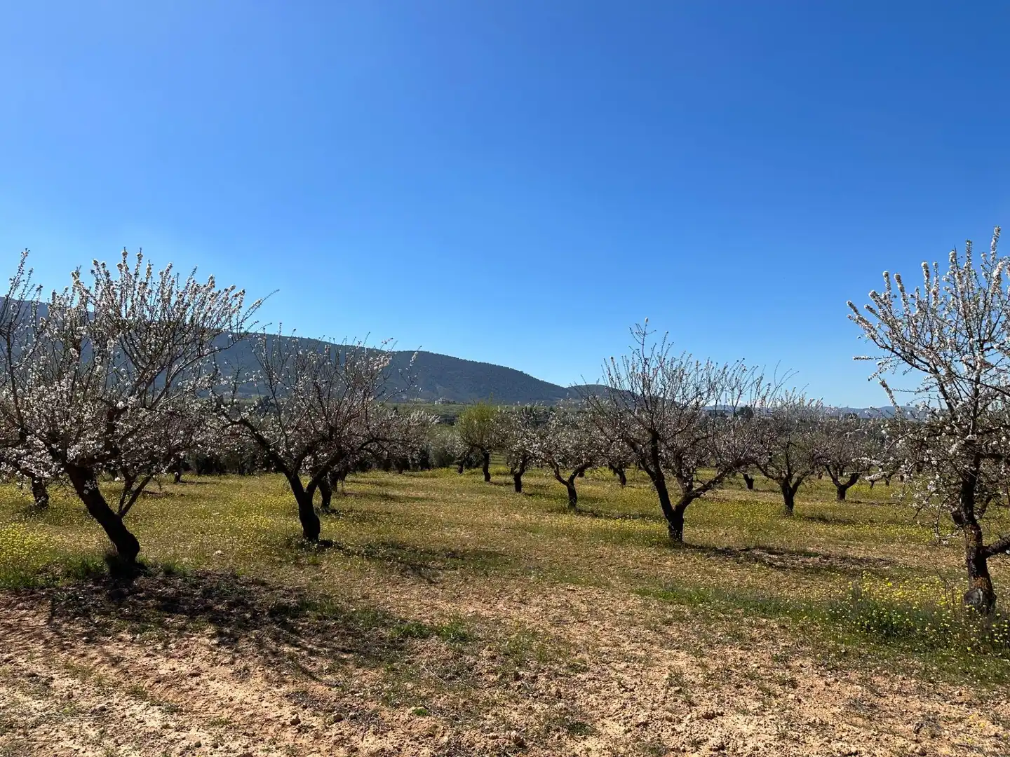 Terreno rustico in vendita a Dílar, imagen 4
