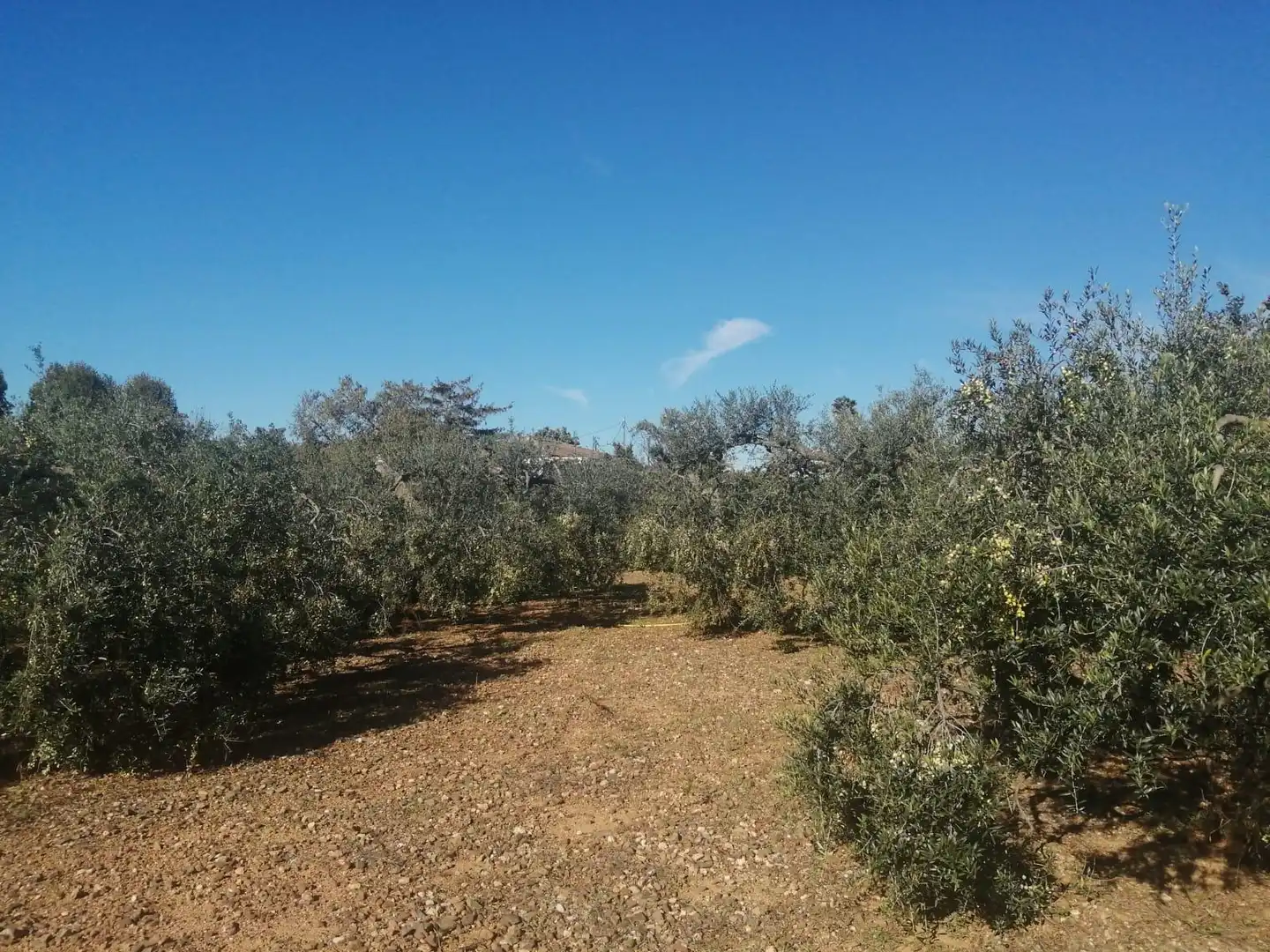 Villa in vendita a Riudoms, imagen 37