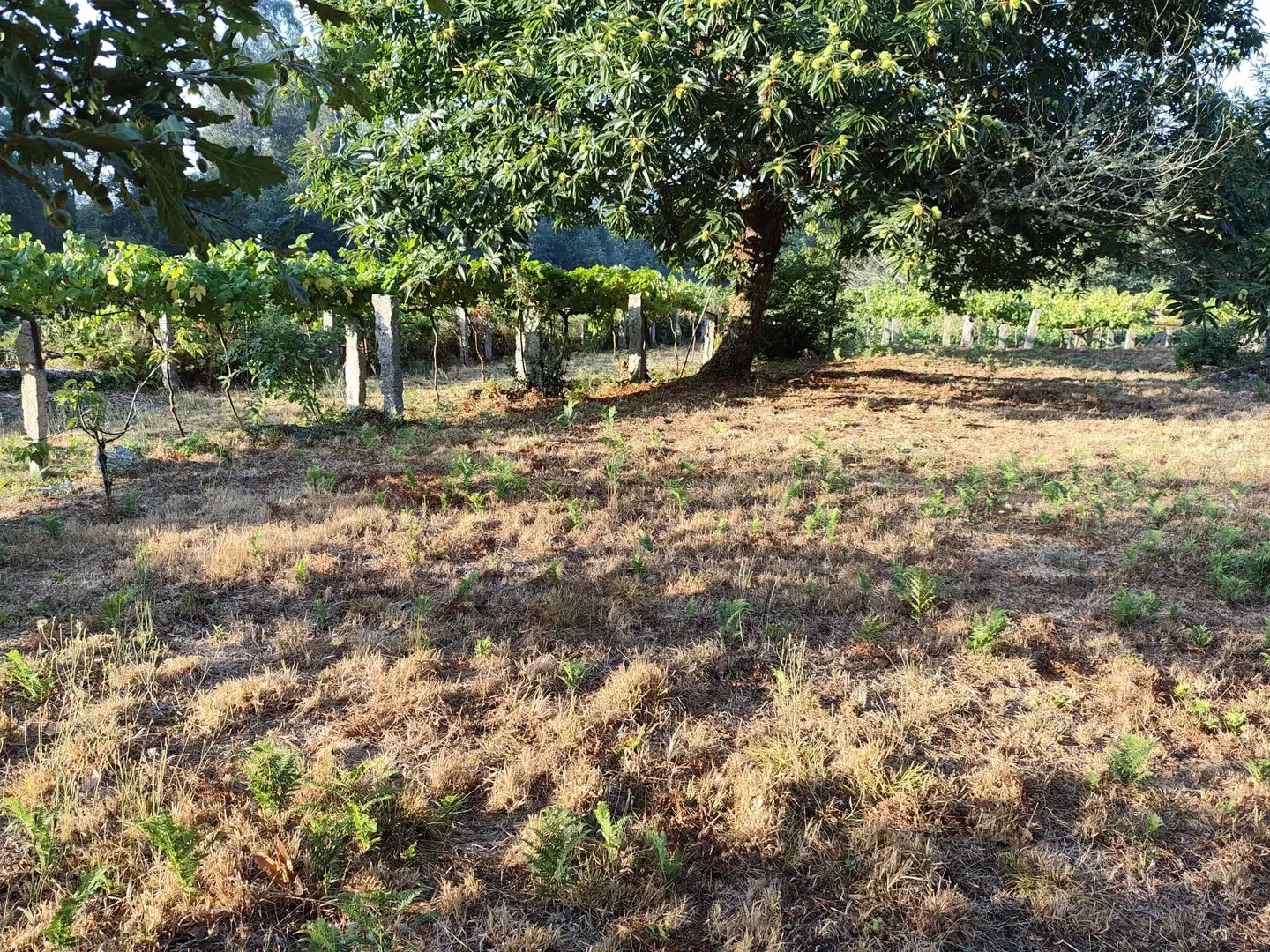 Terreno residencial en venta en Barrio Rabadáns Alxén, imagen 5