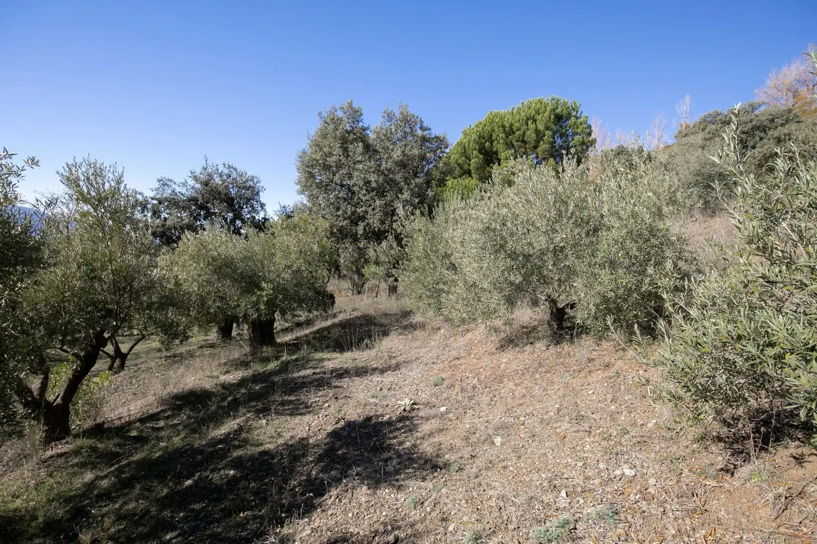 Finca rústica en venda en La Taha