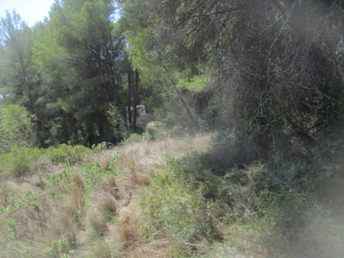 Rural land for sale in Calle Sebastia Riera, imagen 3