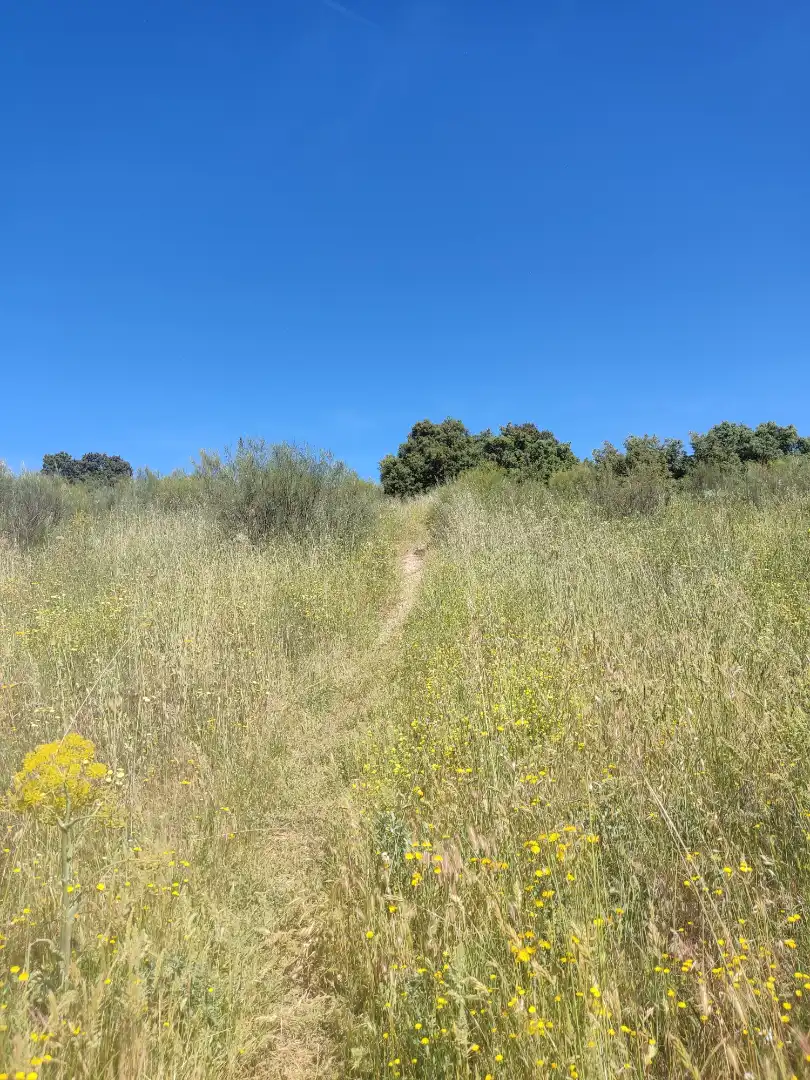 Land for sale in Navalcarnero