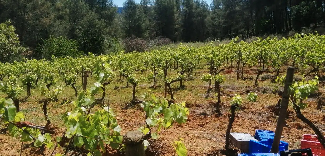 Terreny rústic en venda a Olesa de Bonesvalls, imagen 7