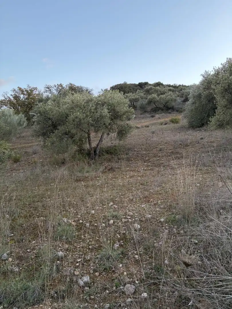 Terreny rústic en venda a Priego de Córdoba, imagen 4