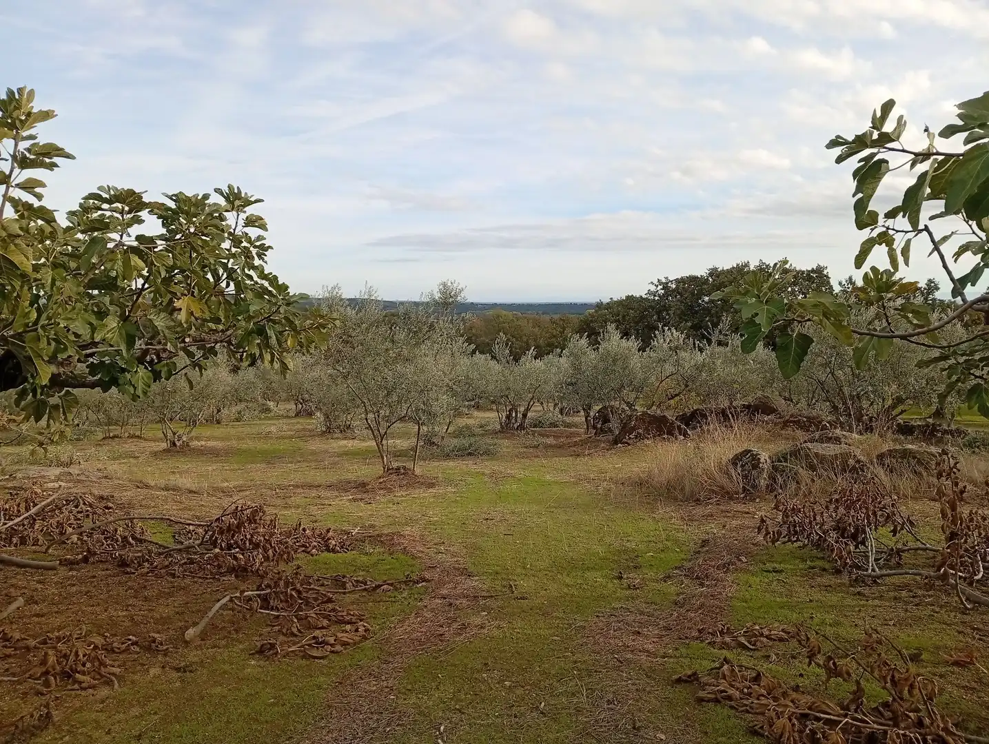 Terreni e lotti in vendita a Villanueva de la Vera, imagen 35