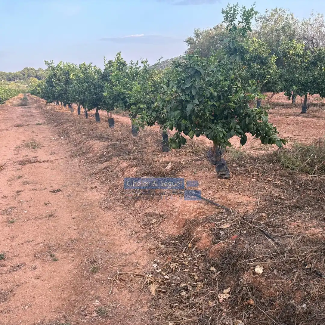 Terrenos y solares en venta en Algímia de Alfara, imagen 11