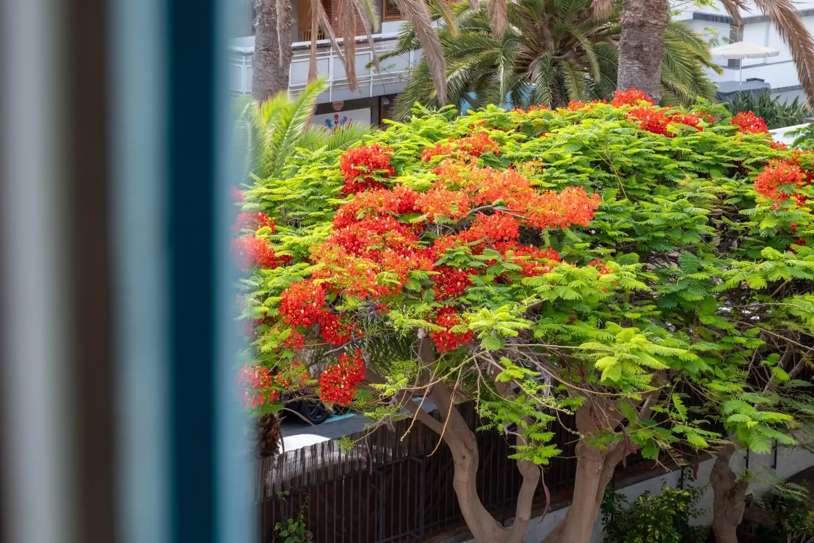 Jardí de Casa o xalet en venda en Las Palmas de Gran Canaria amb Terrassa, Piscina i Balcó