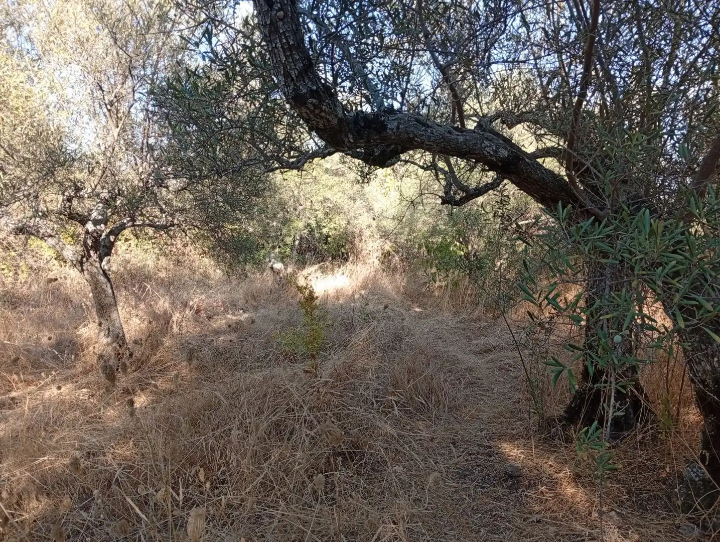 Terreni e lotti in vendita a Villanueva de la Vera, imagen 40